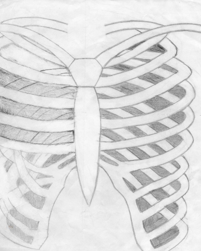 ribcage